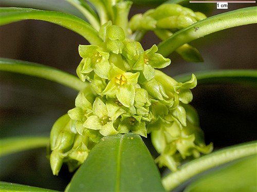  Image name: daphne2.jpg 
 width: 500 pixel 
 height: 375 pixel 
 Size: 49613 bytes 
 Click to enlarge 